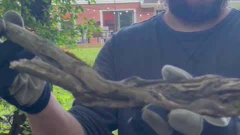 Stick Nation Check Out This Dragon Stick