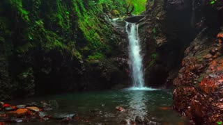 Rainforest Ambience for Relaxation | Soothing Jungle & Nature Sounds
