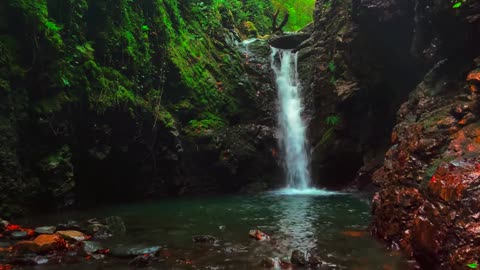Rainforest Ambience for Relaxation | Soothing Jungle & Nature Sounds