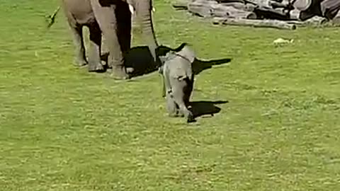 cute baby elephate