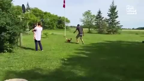 Funniest Farm Animals