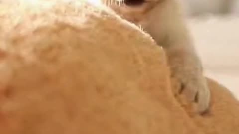 🐶 This Puppy Played So Cutely… It Made Everyone Smile Instantly 😍