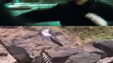 The Matrix Re-inacted by Wild Animals