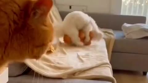 Favorite Toy