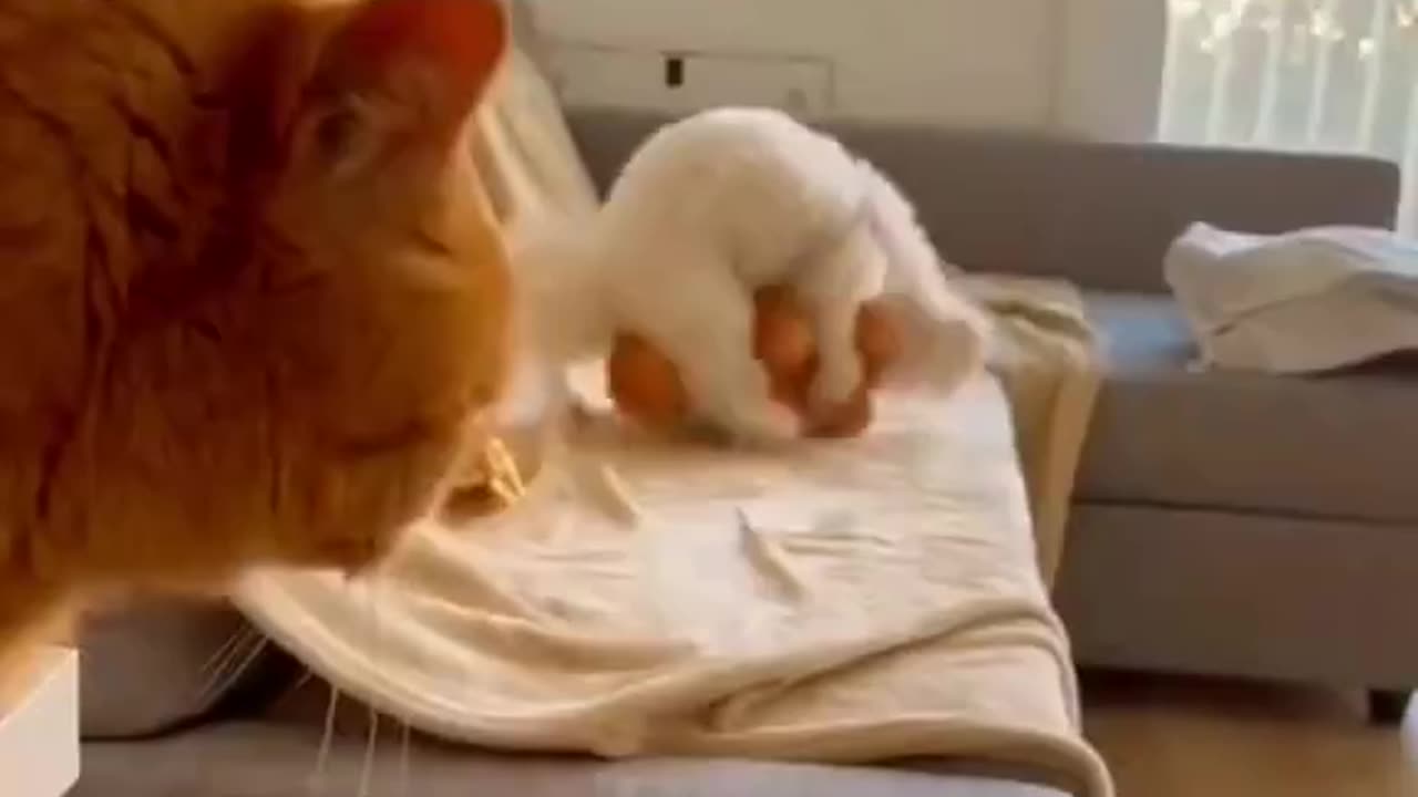 Favorite Toy