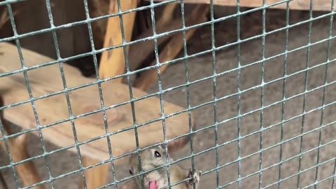 😂😍 The Funniest & Cutest Chipmunks You’ll See Today! | FunFM