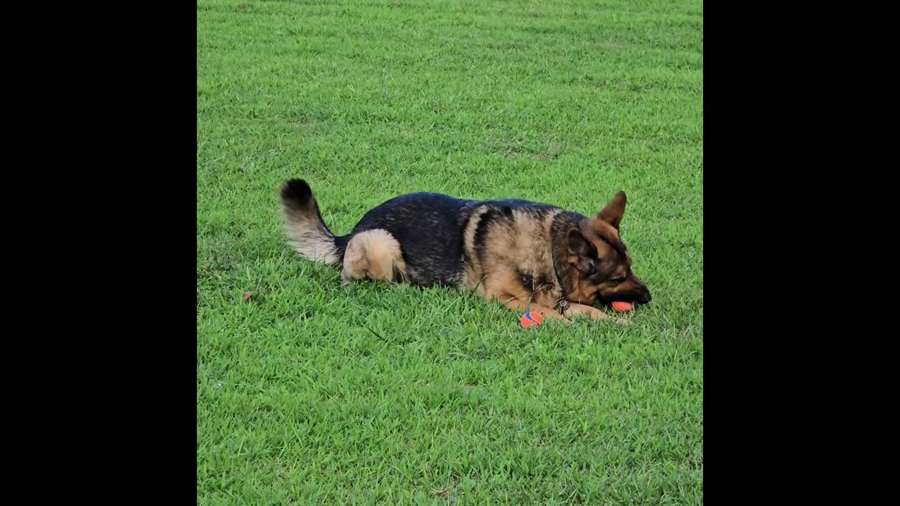 Virgil german shepherd.