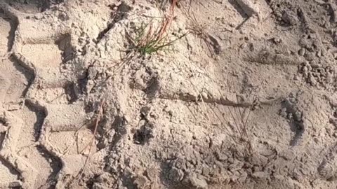 Florida Sand
