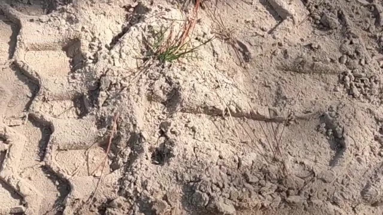 Florida Sand