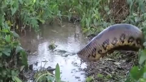He films a monstrous beast, a huge anaconda