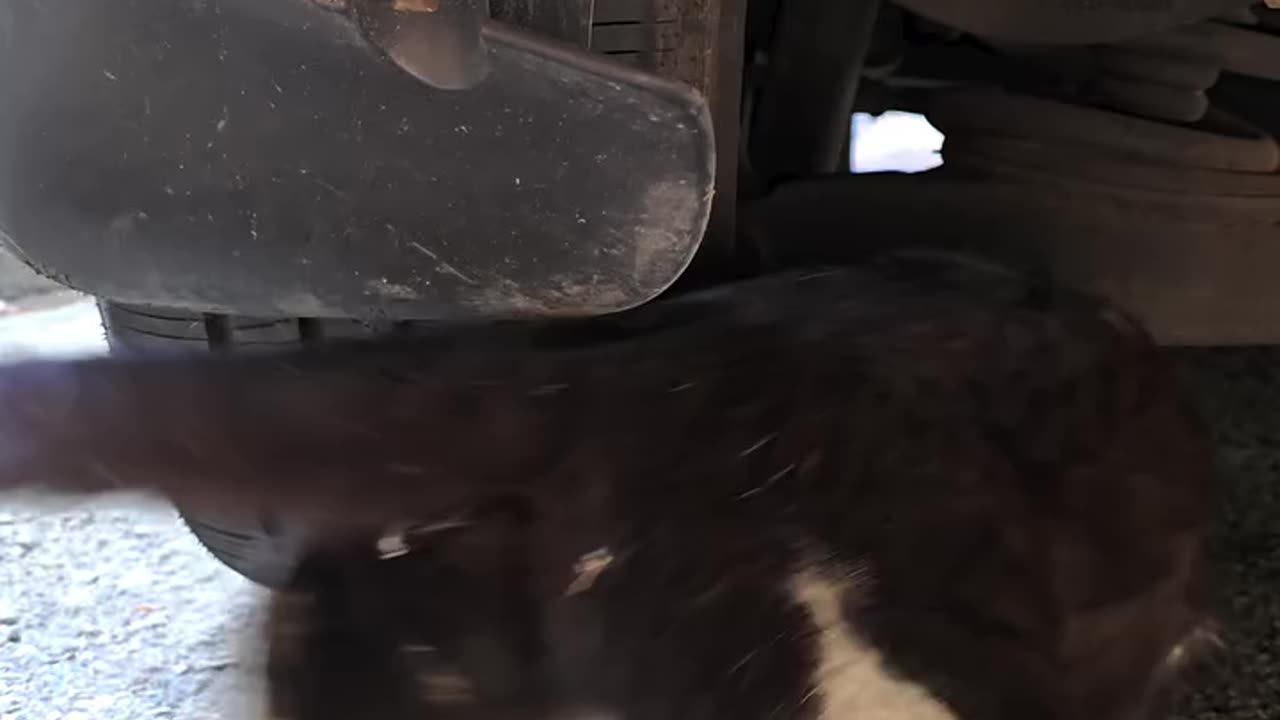 Cute cat and rat fight