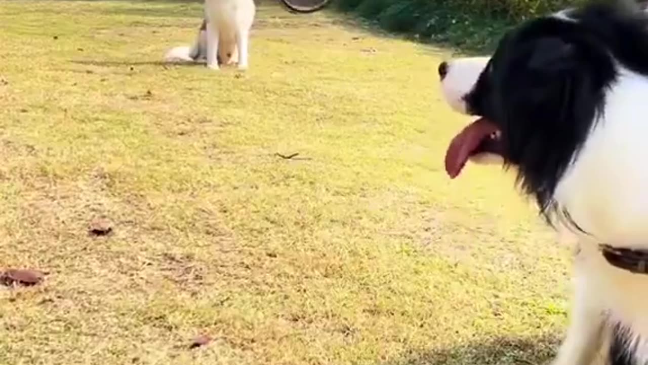 The difference between a Border Collie and a Husky.. 😅