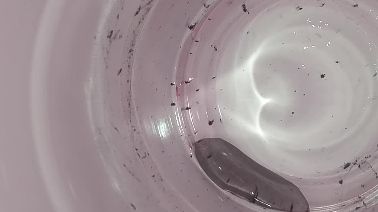 More carbon fines just video