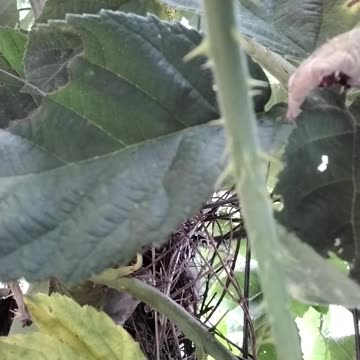 Baby Birds In The Berry Patch