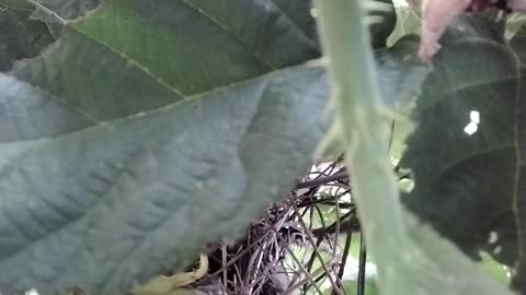 Baby Birds In The Berry Patch