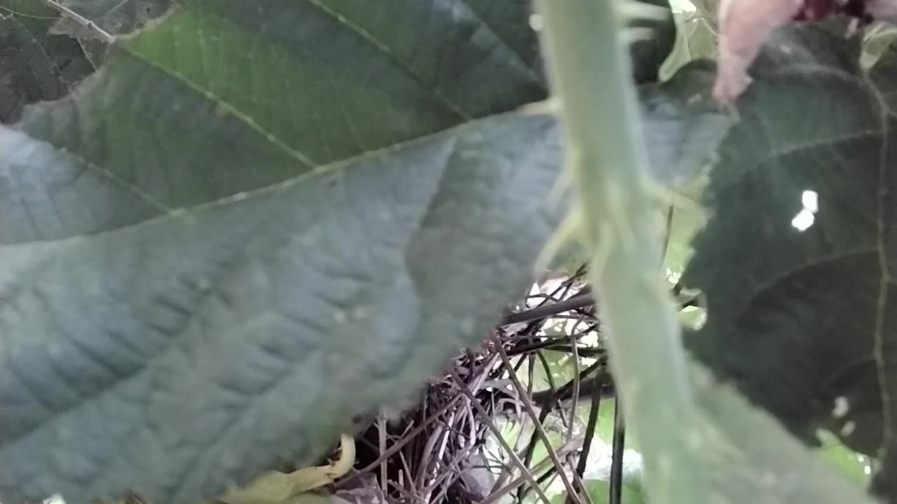 Baby Birds In The Berry Patch