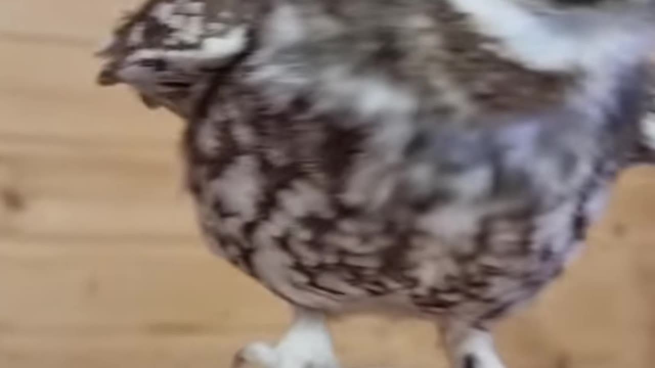 ANIMAL RESCUE