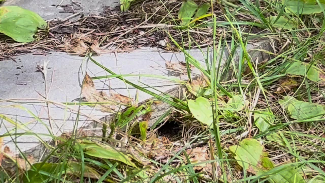Wasp ๐ nest ๐ชน that I accidentally walked on! ๐ญ