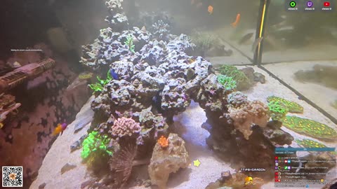 24/7 Real Live Reef Stream