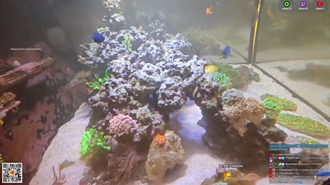 24/7 Real Live Reef Stream