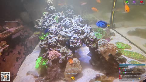 24/7 Real Live Reef Stream