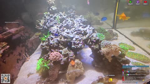 24/7 Real Live Reef Stream