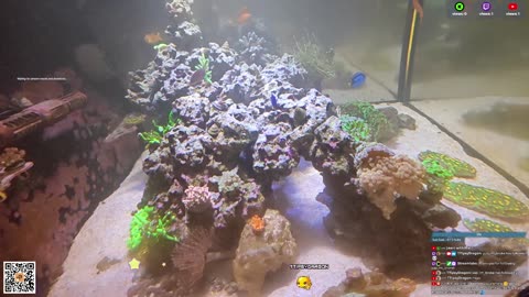 24/7 Real Live Reef Stream