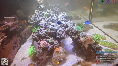 24/7 Real Live Reef Stream