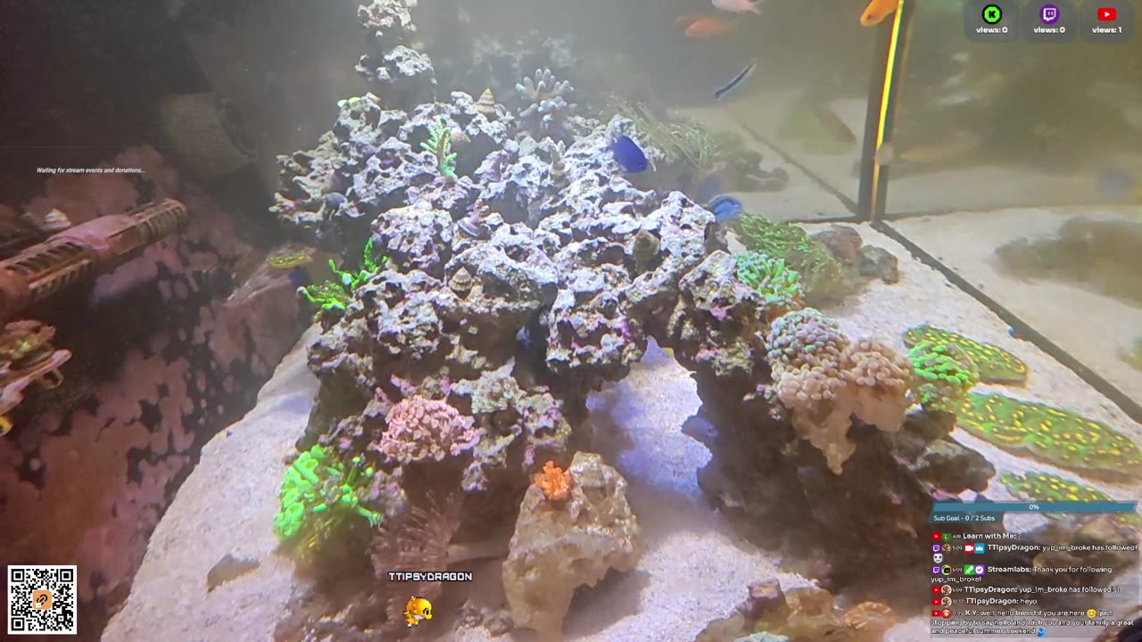 24/7 Real Live Reef Stream