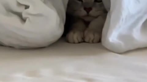 "Cats Peeking (Compilation) 😅"