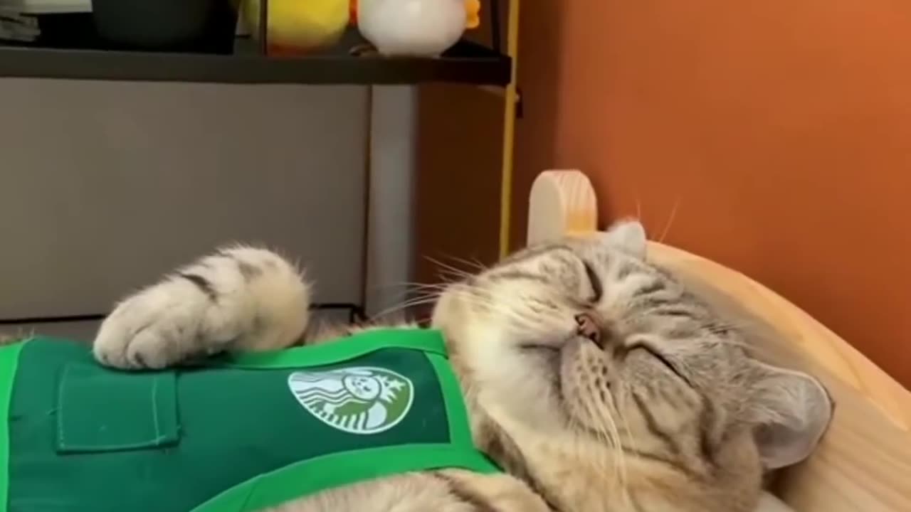 Kitty cat