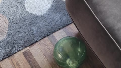 Hamster vs Roomba - Hamster Wins