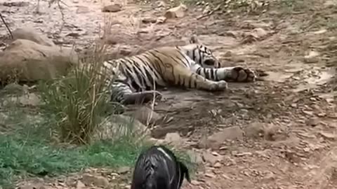 Tiger killed dog at zone 2