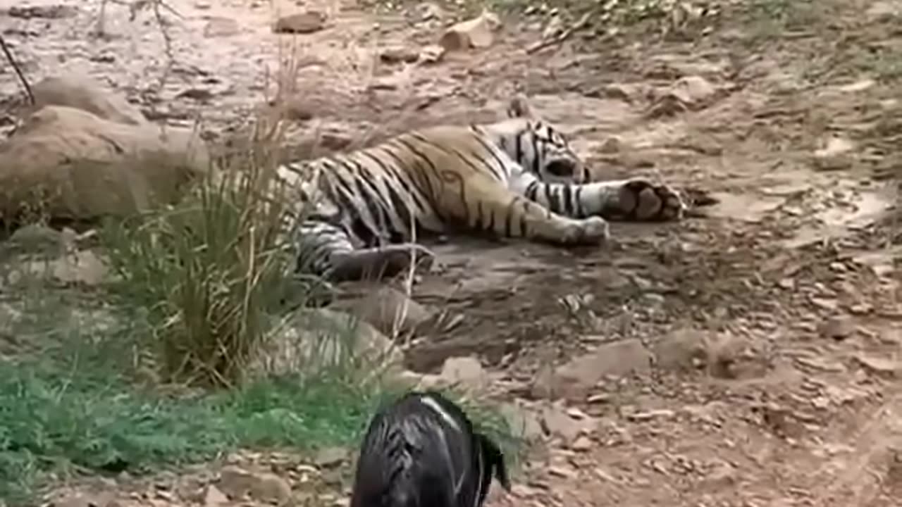 Tiger killed dog at zone 2