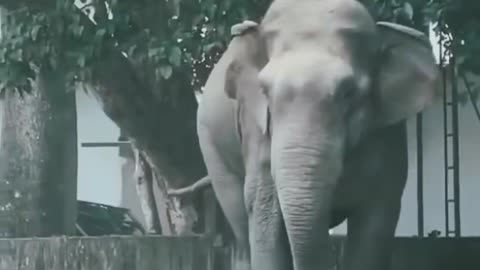 😱🐘 Elephant's Charge is a Shocking Fail! | FunFM