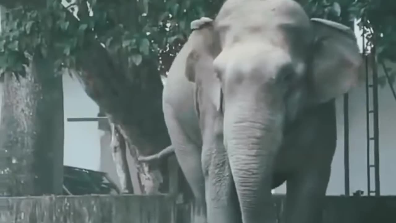 😱🐘 Elephant's Charge is a Shocking Fail! | FunFM