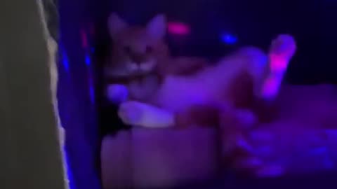 😍😍😘🔥 😍💦 FUNNY Animals and pet's💕😘 😘🔥 💕😘 😍💦 💦