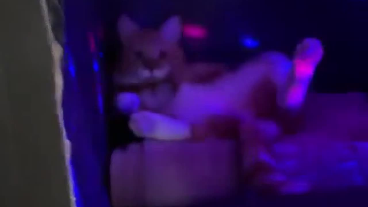 😍😍😘🔥 😍💦 FUNNY Animals and pet's💕😘 😘🔥 💕😘 😍💦 💦