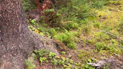 Nature forest in Jasper