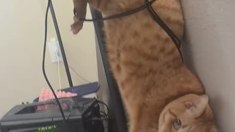 Cat's comedy Videos 🤣 so cute videos 😍 funny videos 🤣