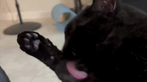 Cute Precious Piper is Very Good at Cleaning Herself - Adopting a Cat from a Shelter Vlog #shorts