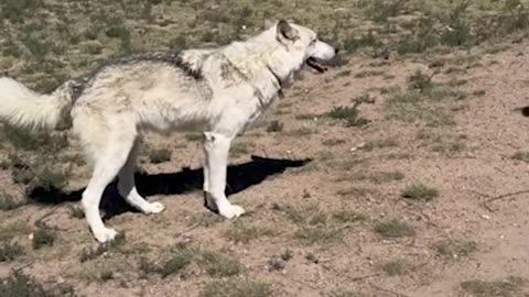 Colorado Wolves Need Your Help Today