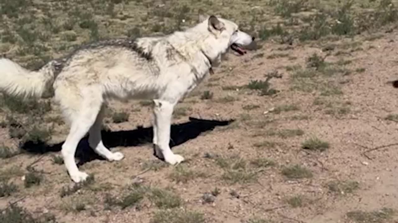 Colorado Wolves Need Your Help Today