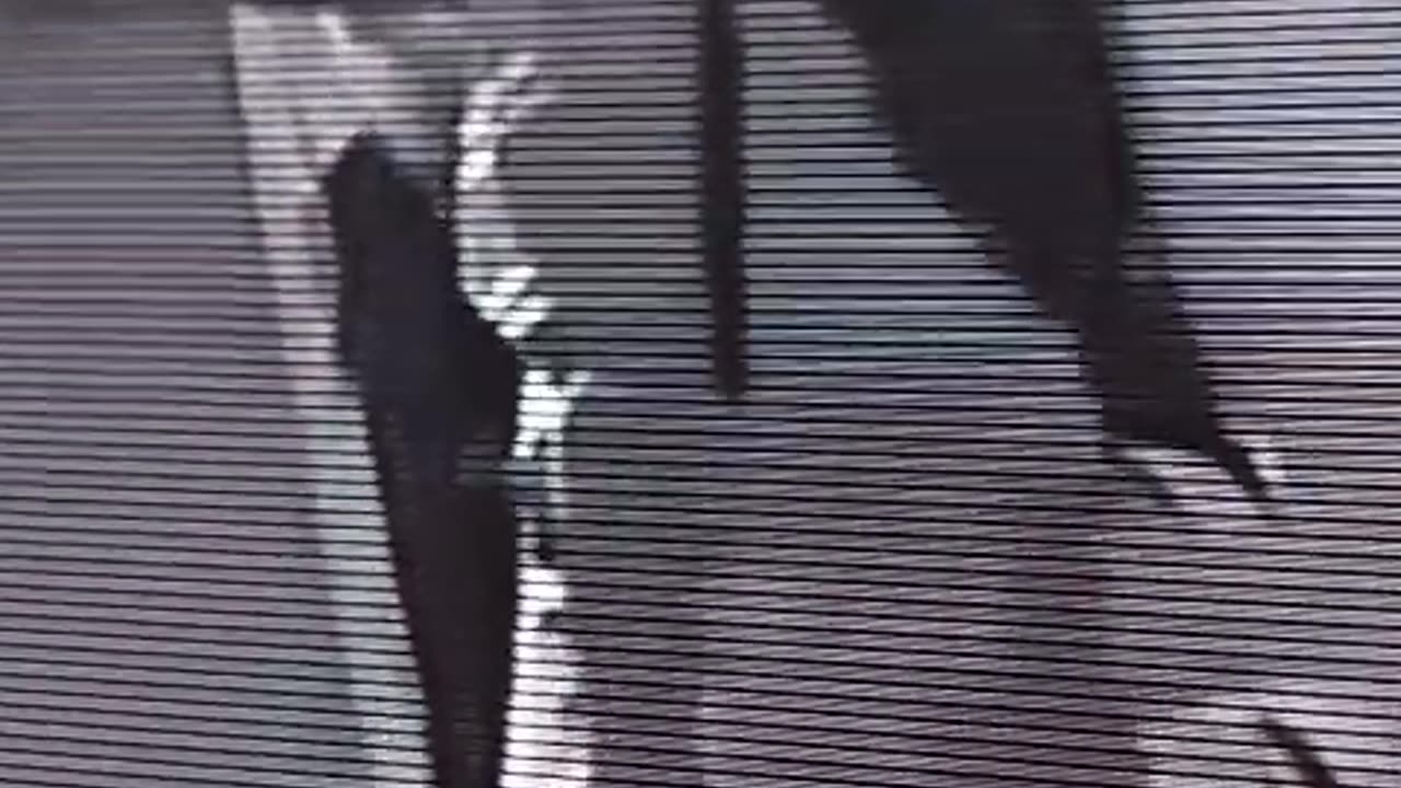 Video: captan robo en la Avenida Crisanto Luque