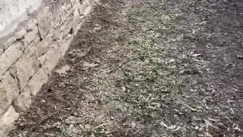 Jagdterrier on boar