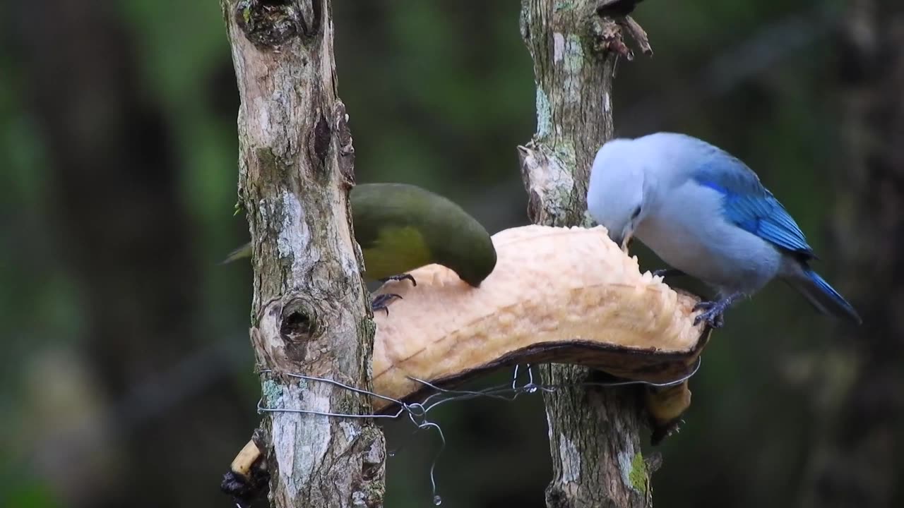 Beautiful Birds Feeding in Nature | Peaceful Bird Watching Scene