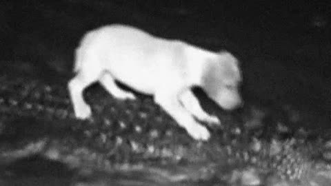 WHAT WAS THIS PUPPY THINKING!? 😳 😳