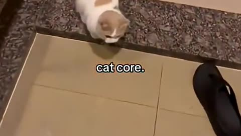 Smart Cats 🥰 Part 4 - These Cats Are Geniuses! FOLLOW & LIKE for More Smart Cats!