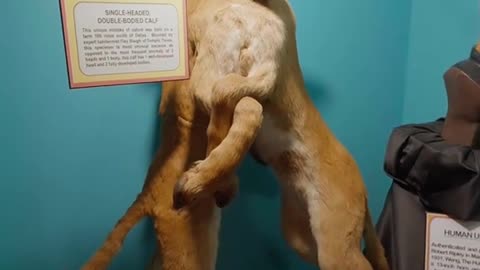 THIS CALF HAS 8 LEGS THIS CONDITION IS CALLED POLYMELIA