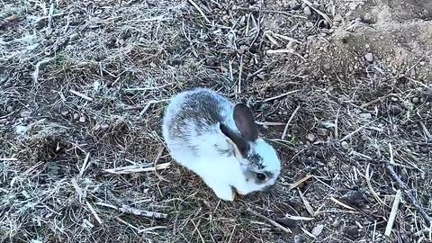 när kaniner är som allra gosigast